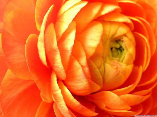 425135 (a): :1600x1200